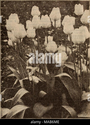 . Dreer's Liste des prix de gros / Henry A. Dreer. . La liste proposée ci-dessous est composé exclusivement d'hitrh grrade-toutes les variétés qui conviennent de l'autre pour foreint beddintr ; ou pour. Nous importons seulement taille premiers bulbes qui devraient produire les meilleurs résultats. Par par 100 1000 Artus. Écarlate. Rood et forceur bedder . 0 $ 80 $(575 Belle Alliance. L'une des plus belles tulipes literie écarlate et force 1 15 10 00 Chrysolora. Le plus beau jaune d'or pour la literie ; aussi excellent pour forcer 1 00 87.') Cottage Maid. Rose tendre, baigné de blanc ; une belle variété 90775 Couleur Cardinal. Ri Banque D'Images