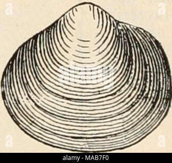 . Le Dr Johannes Leunis Synopsis der thierkunde. Ein Handbuch für höhere lehranstalten und für alle, welche sich mit der wissenschaftlich naturgeschichte der thiere beschäftigen wollen . Jig. 919. Cyclas linle cornga^ ; tla jpe von außen ; dans natiirl 11/2 ber. ©röge. Banque D'Images