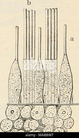 . Le Dr Johannes Leunis Synopsis der thierkunde. Ein Handbuch für höhere lehranstalten und für alle, welche sich mit der wissenschaftlich naturgeschichte der thiere beschäftigen wollen . Jig. 9t. Sin ©tii(f ter ©konopiště6(^apfcnf in = 3unb(^j(f&gt;t beö mcnf($ = liefen Stugci^ ; mal 700 ter = j3vö§evt;a3&gt;ipfen, 1j Stä6c^en. 1) (tunica) oxXrjpo ftart sclerotica ;. 2) comeus ficrnig. 3) ora 9as- serrätus gcjactt, Saunt,. Banque D'Images