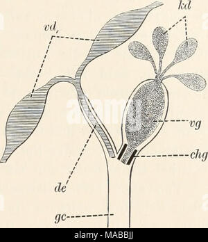 . Dr H.G. Bronn's Klassen und Ordnungen des Thier-Reichs : wissenschaftlich dargestellt in Wort und Bild . Des schémas, Copulationsapparates AstrotorhyncJius hifidus von männlichen (M'IUT.) (59), Acrorhynchus caledonicus (Clap.) (60), Gyratrix hermaphro- ditus hg Ehr. (^Polycystis maniertina 61), (Graff) (62), Polycystis nägelii KölL (63). Nach Graff (409). ch für und Sperma geraeinsames Chitinrohr Secret, chg chitiuöses Secretrohr cjaculatorius, de Ductus Ductus, DG, granulorum Ductus seminalis ds, ds, musculöser seminahs Ductus, gc männlicher, Genitalcanal Körnerdrüsen Kornsecretball kd, ks Banque D'Images