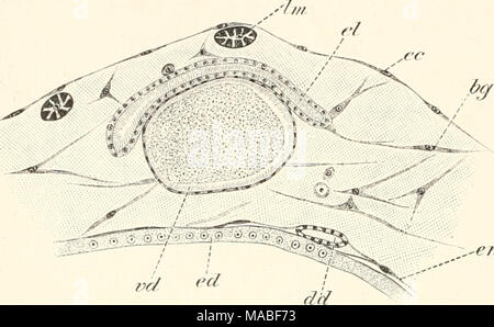 . Dr H.G. Bronn's Klassen und Ordnungen des Thier-Reichs : wissenschaftlich dargestellt in Wort und Bild . ,,'€71 aus einem Querschnitt durch das Abdomen Clavelina lepadiformis von die mediane région dorsale- Eileiter und mit canal déférent, •^»» Bindegewebszellcn hg/r  =  = darraumspinnende Drüse ; dd ^ ektodermales Hautepithel ; ce ; cd  = Enddarmepithel Eileiter ; el  = ; ew  = endothelartige Bildungen suis Intestinum, entstanden aus Mesenchymzellen Längsmuskoln ; Im  = ; Vd  = canal déférent. pflastersteinförmig abgeflacht, manchmal auch stärker, Gegentheil ansehnlich oder im hoch, prismatisch. Sicher h Banque D'Images