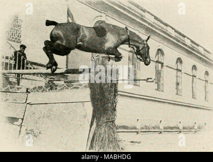 . En dressage libertà© du cheval d'obstacles . Banque D'Images