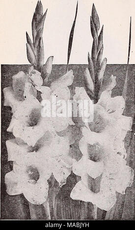 . Dreer's Liste des prix de gros pour les fleuristes : semences de fleurs et légumes bulbes plantes et graines de gazon articles divers . Glaïeul se trouvent Slarecbal Foch Nord. Rose lavande douce. Grandes fleurs, beaucoup d'ouvrir en même temps, bien placé sur de fortes pointes. 40 cts. par doz. ; 2,25 $ par 100 $ ; o à 18,0 pour 1000. A.nna Eberius. Amarante chaud rose, à l'ombrage couleur prune riche dans la gorge. S'harmonise particulièrement bien avec d'autres fleurs dans le travail de design. Grandes fleurs sur bon crampons. 45 cts. par doz. ; 2,75 $ par 100 $ ; 22,00 pour 1000. Le Baron Hulot ou^ Kin bleu. Vraiment une flne Gladio bleu- lus ; riche en couleur, un royal viole Banque D'Images