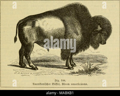 . Le Dr Johannes Leunis Synopsis der thierkunde. Ein Handbuch fÃ¼r Hôtel¶ici lehranstalten und fÃ¼r alle, welche sich mit der naturgeschichte der wissenschaftlich beschÃ¤ftigen thiere wollen . 1) Slmcritanifcb. Banque D'Images