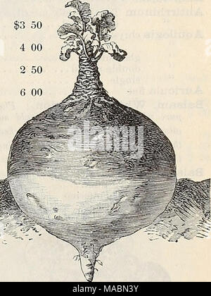 . Dreer's quarterly Liste des prix de gros de semences, plantes, bulbes, &amp;c. L'été : édition, juillet 1896 août . 3 00 2 25 3 00 L'amélioration DREER Purple Top Ruta Baga. {Les prix sont sujets aux changements du marché.) Lb. Rouge haut de l'herbe, par sac de 50 lb 4,50 $ 10 " " plaqués (gratuitement à partir de la menue paille) 25 Kentucky Bleu, fantaisie. Bus CAN. (14 lbs.) $1.25 15 Meadow Grass 35 Bois de dactyle pelotonné. Bus CAN. (14 lbs.) 2,00 $. 20 oeil vivace herbe. Bus CAN. (24 lbs.) 2,00 $. 10 oeil italien de l'herbe. Bus CAN. (22lb) 2,00 $. 10 Grand Prairie Oat Grass 20 Cormoran à Dogstail 30 moutons Fétuque des prés 18 " 18 " 18 Dur Vulpin des prés 25 P Banque D'Images