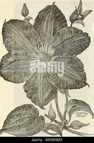 . Dreer's quarterly Liste des prix de gros de semences, plantes &amp;c.  : Édition de printemps Avril 1895 Juin . HARDY CLEMATIS. Rame de stock Clematis cette saison^est exceptionnellement belle, forte, propre ; les plantes racines propres. Anderson Henryi. Blanc crème, grand et beau. La duchesse d'Édimbourg. Très belle, pure double blanc. Gypsy Queen. Eich velouté foncé violet, l'un des meilleurs de sa couleur. Boskoop plantule. Lavande extra large. Jackmanni. Grand, riche pourpre de velours ; une barboteuse. Jackmanni Superba. Violet violet très foncé. Jackmanni Alba. Un beau grand blanc pur. Standishii. Bleu lavande foncé. John Banque D'Images