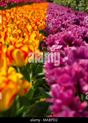 Beau champ de tulipes colorées au printemps, saisonnière ou le jardinage background, selective focus dans la section médiane Banque D'Images