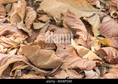 Tombé sur le sol de feuilles de teck en forêt Banque D'Images