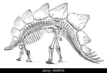 Le Stegosaurus squelette : rostratus Banque D'Images