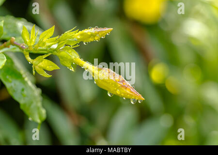 Close up belle fleur bourgeon jaune après la pluie Banque D'Images