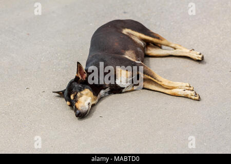 Noir couchage Chien thaïlandais sur plancher de béton Banque D'Images