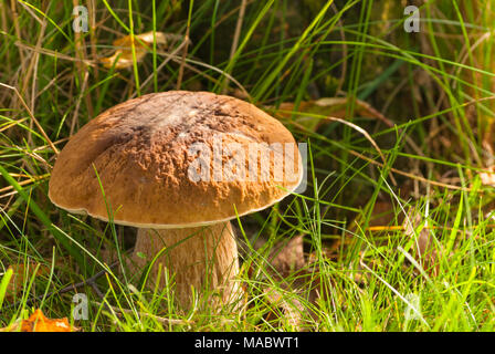 Sol forestier, Noble Boletus, Natura 2000 Banque D'Images