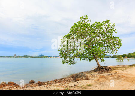 Big Indian amandier, Terminalia catappa sur un rivage tropical, la Thaïlande Banque D'Images