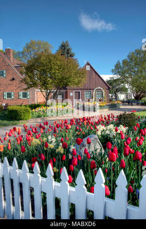 Les tulipes en Hollande, dans le Michigan, USA Banque D'Images