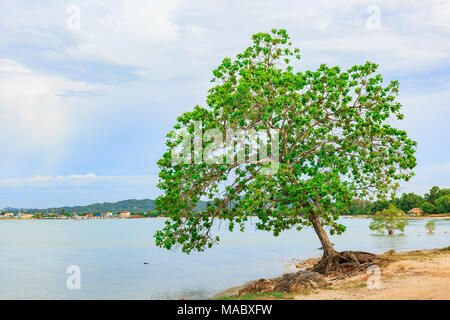 Big Indian amandier, Terminalia catappa sur un rivage tropical, la Thaïlande Banque D'Images