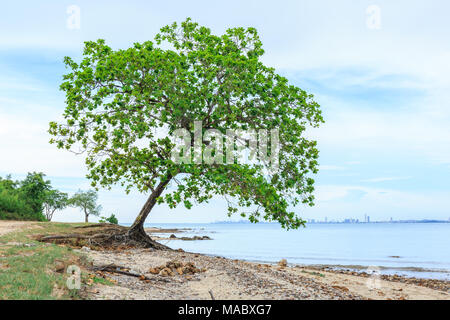 Big Indian amandier, Terminalia catappa sur un rivage tropical, la Thaïlande Banque D'Images