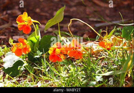 Orage et jaune dans le jardin fleurs Nasturtilum Banque D'Images
