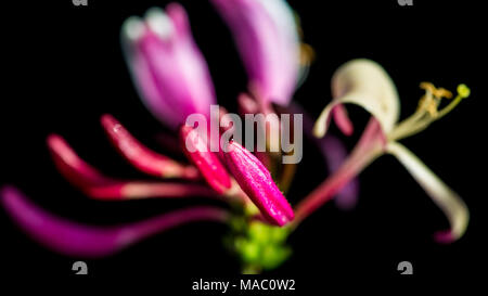 Un plan macro sur un Lonicera periclymenum 'Serotina' Fleur tête. Banque D'Images
