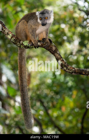 L'Eulemur famille Lemuridae (hybride), endémique à Madagascar, Ankanin Ny Nofy, Madagascar Banque D'Images