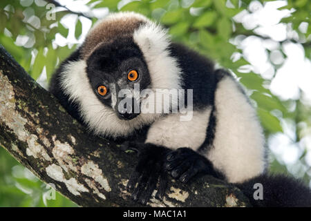 Noir et blanc de la gélinotte (lemur Lemur le varecia variegata), la famille Lemuridae, endémique à Madagascar, Ankanin Ny Nofy, Madagascar Banque D'Images