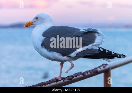 Western Gull (Larus occidentalis), avec un pied manquant, perché sur la clôture métallique à un quai à San Francisco, California, United States Banque D'Images