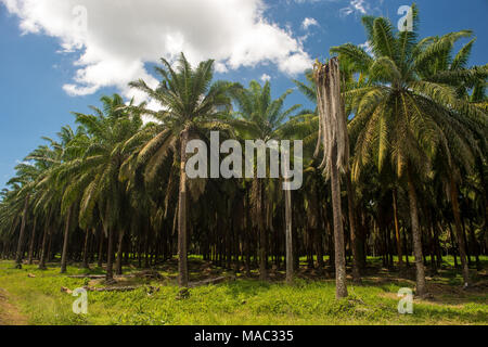 Les plantations de palmier à huile, Elaeis guineensis, Arecaceae, Sierpe, Costa Rica, Amérique Centrale Banque D'Images