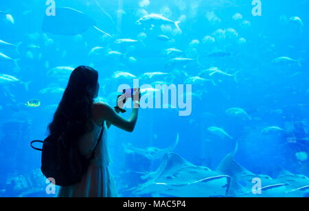 Woman taking photo en grand aquarium à Dubaï Banque D'Images