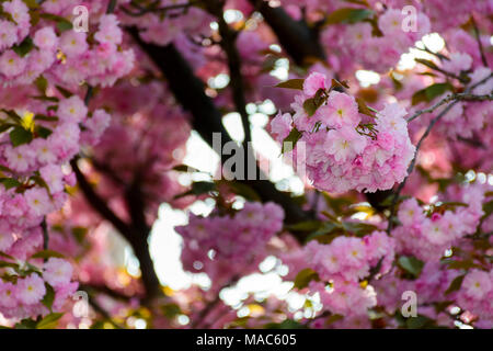 Fleurs roses délicates cerisiers japonais fleuri Banque D'Images