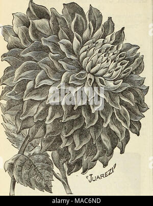 . Dreer liste gros trimestriel pour les fleuristes et maraîchers . DAHLIAS CACTUS. Une très belle et efficace de ce desir- ahle fleur de jardin. Les fleurs sont de forme particulière, ressemblant à certaines variétés de cactus Cereus Speciosissimus le "." D'où le nom de Cactus Dahlia "." Ils se développent à partir de trois à quatre pieds de haut, sont très ramifiée, et portent leur profusion de fleurs très frappant, qui sont très différents de ceux d'un simple lit Dahlia, les fleurons comme elle est plate et bombée pas. Cochenille.-tons pourpre brillant, bordeaux. Constance, ou Ariel.-blanc pur, d'eleg Banque D'Images