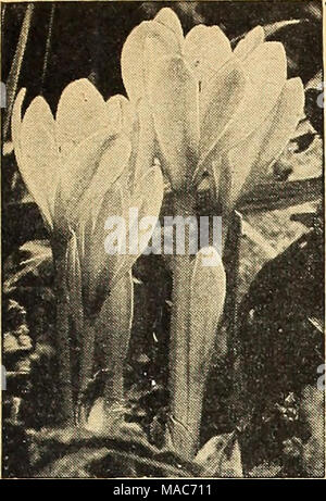 . Dreer guide de plantation de l'automne 1944 . Les bulbes rustiques du DREER Colchicum Meadow Safran plante en plante au début de l'automne le grand bulbes en septembre et couvrir 5 à 6 pouces de profondeur avec de riches sols sableux. Ils fleuriront cet automne et faire le feuillage au printemps prochain. Ils peuvent également être autorisés à s'épanouir dans- portes placés dans des soucoupes volantes sans sol ou l'eau. Après qu'ils ont fini leur affichage fleurs de les transplanter à l'extérieur de la gar- den à l'usine correcte- ment la profondeur. 40-072 Autumnale Major. Crocus grand exquis-flow- ers d'une couleur lavande clair. Fleurit pendant le mois d'octobre. 4 Banque D'Images