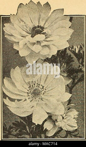 . Dreer guide de plantation de l'automne 1944 . Toutes les ampoules sont envoyés dans les services postpayés C. S. A. Anémone Sainte Brigitte Banque D'Images