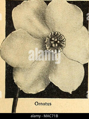 . Dreer guide de plantation de l'automne 1944 . 40-797 ornatus. Une belle, sym- fleur métrique en équilibre sur une tige forte amende. Périanthe blanc pure et profonde rouge-orange cup. Fleurit très tôt. 3 pour 45c ; 12 pour 1,50 $ ; 25 pour 2,50 $ ; 100 pour 9 $. Un Cluster-Flowered Poetaz gracieux Narcisse o une charmante classe avec fleurs gracieuses supportés en grappes sur une tige forte amende. En plus de leur valeur comme des fleurs de jardin, ils sont magnifiques pour forcer dans des pots ou des casseroles. Cultivée en plein air qu'ils devraient recevoir une couverture de paille, permissions, ou similaires. Helios 40-781 {ou l'abondance Yel- basse Koster). Yello primrose doux Banque D'Images