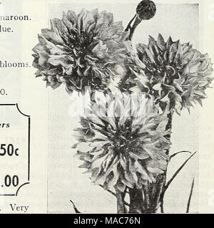 . Dreer's nouveautés et spécialités pour 1948 : trois superbes zinnias pour chaque jardin . 1,00 $ l'Ultra-Double Dreer barbeaux 10 ® =annuel ; (B) = ; Biennale [HHP] =Half-Hardy ; vivaces [HP] =Plante vivace ; [TP] =vivace tendre Banque D'Images