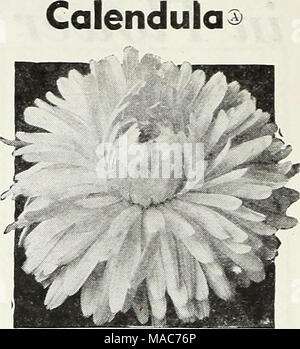 . Dreer's nouveautés et spécialités pour 1948 : trois superbes zinnias pour chaque jardin . Calliopsis ® Banque D'Images