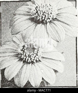 . Dreer's nouveautés et spécialités pour 1948 : trois superbes zinnias pour chaque jardin . Early-Flowering speclosa Tithonia Tithonia speciosa ®, Siuiflower mexicain Golden Flower de l'Avalon 4288 Ineas hybrides plus mitigés. Les plantes majestueuses, 6 pi. de haut, l'exécution au cours de l'automne long- voyantes fleurs tiges allant de la topaze orange à flamme écarlate bruni-. Pkt. 25c ; grand pkt. 75c. 4289 Early-Flowering. Intensément bril- liant, or-orange fleurs profusément sur 6 pieds majestueux. les plantes au cours de l'automne. Les grandes fleurs sont un peu comme les Zinnias unique. Pkt. 15c ; grand pkt. 40c. Banque D'Images