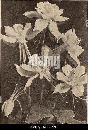 . Dreer's Liste des prix de gros : les ampoules pour les fleuristes, plantes pour les fleuristes, des graines de fleurs pour les fleuristes les fleuristes requis . AQUILEGIA ANCOLIE Aquilegia Ancolie (OH). Perdoz. Par 100 canadensis. Nos autochtones Columbine, rouge vif et jaune *l BO $1000 Ccerulea. Le vrai bleu Rocky Mountain Columbine. 1 50 10 00 Chrysantba. La belle golden-stimulé l'Ancolie 1 50 10 00 Flabellata Nana Alba. Début de nain, blanc pur. 1 50 10 00 Helens. Grandes fleurs bleu et blanc 1 60 10 CO longtemps stimulé les hybrides. Mélange Choicest 1501000 vulgaris. Le violet-bleu Ancolie européenne . 1 50 10 00 l'Arabis (Roc Banque D'Images