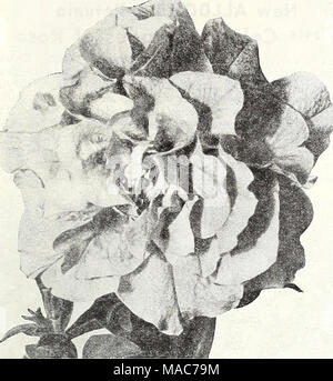 . Dreer's nouveautés et spécialités pour 1948 : trois superbes zinnias pour chaque jardin . Banque D'Images