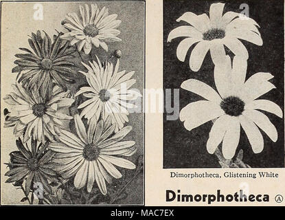 . Dreer's nouveautés et spécialités pour un plus beau jardin : 1941103 ans de semences de qualité Dreer bulbes plantes . Banque D'Images