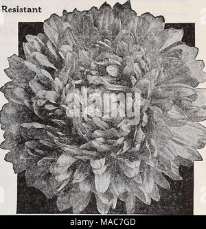 . Les nouveautés et les spécialités Dreer 1939 : 101 ans de semences de qualité Dreer bulbes plantes . Dreer est tard Aster Dreer ramification ramification tardive le superbe Asters cela a été la norme fin ramifiée Aster depuis de nombreuses années. Les plantes poussent dans des buissons bien ramifié, 2 à 2j pieds de haut, toujours porter un grand nombre de fleurs géantes qui même dans la culture ordinaire mesure 5 pouces de diamètre. Les fleurs sont pris en charge sur de longues tiges solides. Ils sont habituellement à leur meilleur au cours de septembre. 1327 rose profond. W-R 1328 Pink Shell. W-R 1329 blanc pur. W-R 1321 bleu azur. W-R 1322 rose cuivré. W-R 13 Banque D'Images