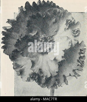 . Les nouveautés et les spécialités Dreer 1934 . -V-AMARYLLIS Hippeastrum Hippeastrum-AxttaryWis' Dreer hybrides géants américains mitigés. Aucune autre fenêtre jardin plante est si facilement manipulés et accorde tant de jouissance que le géant fleur Amaryllis. Notre souche est le nec plus cultivés. Nous fournissons des bulbes qui jettera tiges vigoureuses qui produisent 4 à 6 fleurs géantes, parfaitement formés. Ces ampoules sont ofiered dans mélange seulement et nous ne pouvons pas fournir des couleurs distinctes. Les fleurs de couleur de presque blanc pur à la plus profonde rouge-marron, avec une prépondérance de la riche scarlets, rouges, pourpres disponible, Banque D'Images