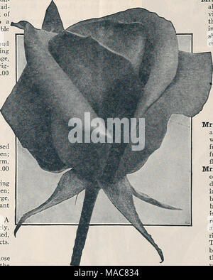 . Du milieu de l'été 1933 Dreer liste . Hybrid-Tea Rose, James Gibson distincte de n'importe quoi encore vu à Roses, une merveilleuse combinaison de deux nuances vives. Un bel copperj' écarlate-orange est fortement rincé avec Lincoln- rouge sur l'extérieur des pétales, et ces couleurs ensemble donnent une riche et presque effet d'éblouissement. Les fleurs sont de grande taille et de la belle forme, et qu'ils possèdent la bonne plénitude afin de les rendre utiles pour tous les usages. Ils sont très librement produites et déli- cately parfumé. 1,00 $ chacun. Le président Hoover. Une magnifique Rose, merveilleusement libre dans la manière dont il facile gr Banque D'Images