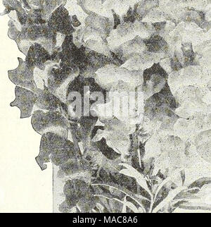 . Du milieu de l'été 1931 Dreer liste . Banque D'Images