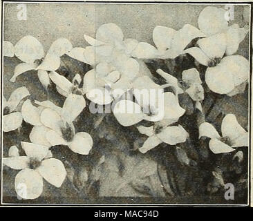 . Du milieu de l'été 1927 Dreer liste . Paquets de 2, 25 cts. 15 Arabis alpina pour liste complète des Notes culturelles et voir notre jardin livre pour 1927 Banque D'Images