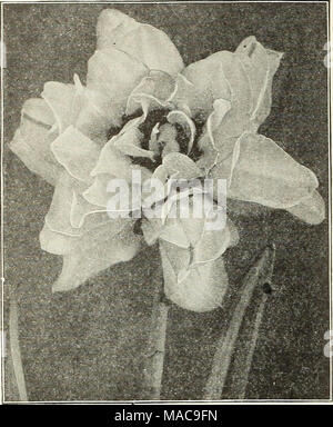 . Dreer est milieu de l'été 1923 liste des . Narcisse à fleurs doubles ou jonquilles aucune collecte de Narcisse est ^s'complète sans la floraison double- trie, ^^â ien que pas aussi attrayant qu'un grand nombre de variétés unique et l'absence de variété de coloration, ils possèdent un charme typiquement leur propre. AU sont parfaitement rustiques et sont très en demande pour la coupe. Alba Plena odorata. (Double ou Narcisse du poète DaJfodiF Gardenia). Le double blanc pur ; très doux parfum. Cette belle variété ne peut pas être forcée. Il réussit à planter en sol lourd, plutôt dans l'ombre partielle, et où il ne sera pas souffrir pour manque de Banque D'Images