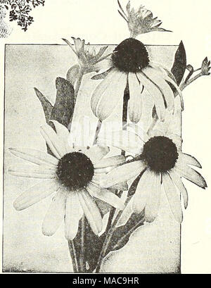 . Dreer est milieu de l'été 1923 liste des . RuDBECKiA Newmani pour liste complète des Notes culturelles et voir notre jardin Réservez pour 1923 Banque D'Images