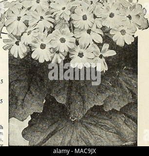 . Dreer est milieu de l'été 1923 liste des . Dreer Prix du cinéraire nain pour liste complète des Notes culturelles et voir notre jardin Réservez pour 1923 Banque D'Images