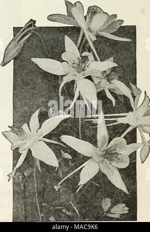 . Dreer est milieu de l'été 1923 liste des . Dreer, stimulé (Couxmbine Aquilegia) pour la liste complète et la culture Notes voir notre jardin Réservez pour 1923 Banque D'Images