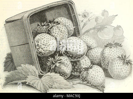 . Nos installations pour la culture des fraisiers à nos pépinières de Riverton, N. J., plantes de plus grande vitalité. nous permettent de produire au début de la saison forte pot-cultivées Moment de l'expédition. Nos plants de fraisiers cultivés en pot sont généralement prêts à l'expédition de la dernière partie de juillet ou début août, et peut être livré jusqu'à la fin d'octobre. Il vaut mieux, toutefois, pour sécuriser les installations en août ou septembre, comme les semis plus tôt élaborer plus grosses et plus plantes vigoureuses et produire une plus grande récolte des fruits l'année prochaine. Nous en avant par express, à charge de l'acheteur. Les plantes sont emballées de façon compacte, et comme Banque D'Images