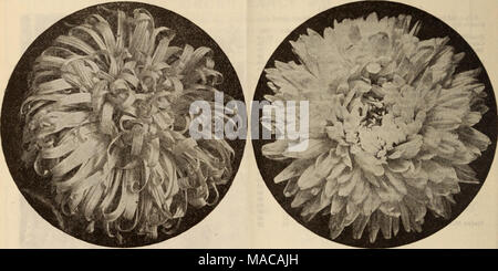 . Dreer's Liste des prix de gros / Henry A. Dreer. . CREGO comète géante S'DREER ASTER ASTER Dreer ramification tardive superbe de neuf "Aster Rose Peerless." Ce nouveau grand maître peut être brièvement décrit comme une ramification tardive glorifié-shell ou rose Mary Semple. Il a le même solides, robustes habitude de croissance ; entre en floraison un peu plus tôt, les ours fleurs globulaires presque librement sous rarement 4 pouces à travers et souvent plus de 5 pouces. La couleur est rose-shell riche, semblable à l'ombre mais plus décidé que la fin de branches. Le centre les pétales sont joliment incurvé tandis que la large pétales extérieurs ref Banque D'Images