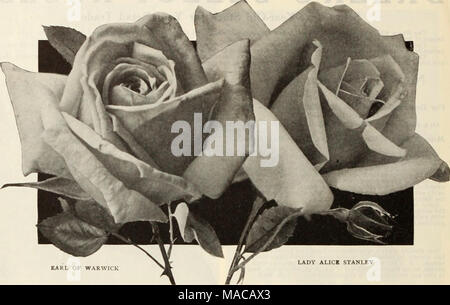 . Dreer's Liste des prix de gros de semences, plantes, bulbes, etc . Comte DE WARWICK HYBRID-Plateau ROSESâTwo-Year-vieilles plantes Sélectionnez Standard trie et introductions récentes pour les descriptions voir notre livre Le Jardin pour 1915. Par 100 Antolne RIvoIre 30 00 30 00 Arthur R. Qoodwln Slebrecht 3000 Belle Betty 30 00 25 00 Caroline Testout Chateau Clos Vougeot 3000 Trou 3000 Doyen de la duchesse d'Welllnsrton 3000 La Duchesse de Westminster 4000 comte de Warwick 3000 Ecarlate 3000 Edward Mawley . 3500 Etolle de France 3000 Farbenkonlein 3000 Florence Pemberton 3000 Qeorse Waud C. 3000 Le Général MacArthur 3000 Qustav Banque D'Images
